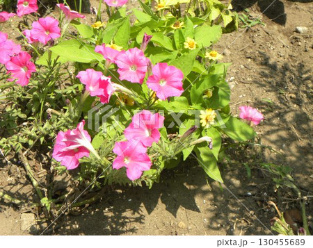 こじま花の会花畑の桃色のペチニアの花 130455689