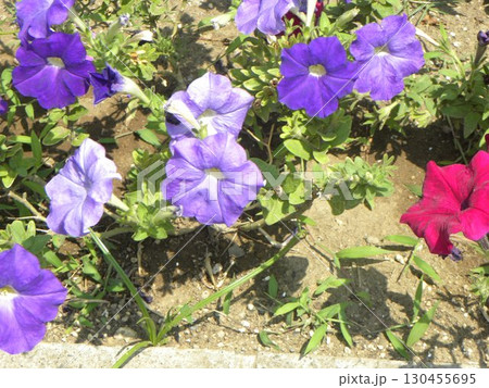 こじま花の会花畑の紫色のペチニアの花 こじま花の会花畑の紫色のペチニアの花 130455695