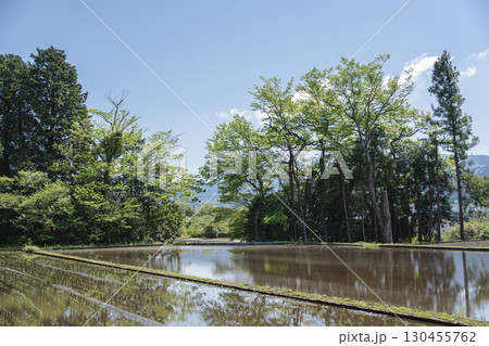 新緑の木々と水を張った水田の風景 新緑の木々と水を張った水田の風景 130455762