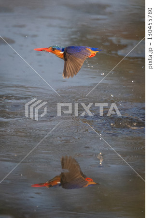 Malachite kingfisher takes off splashing carrying food 130455780