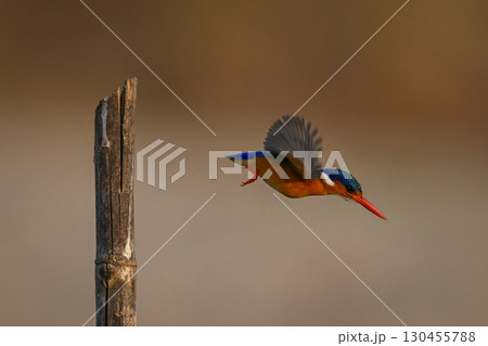 Malachite kingfisher taking off from split post Malachite kingfisher taking off from split post 130455788