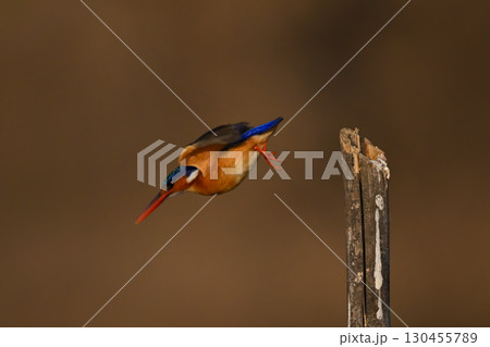 Malachite kingfisher taking off from wooden post Malachite kingfisher taking off from wooden post 130455789