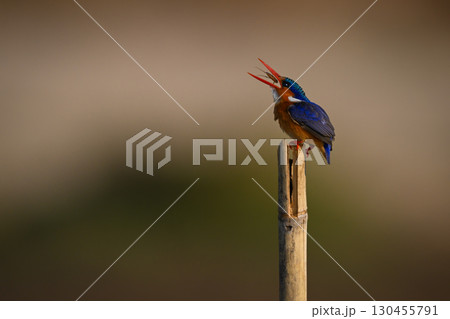Malachite kingfisher tossing bug on wood post 130455791