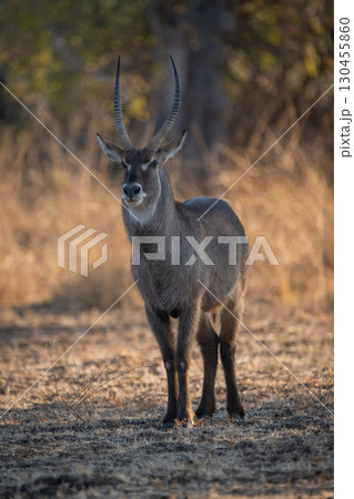 Male common waterbuck stands facing toward camera 130455860