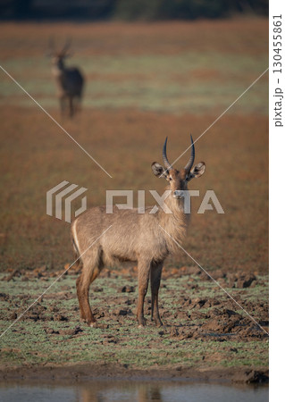 Male common waterbuck stands on muddy floodplain 130455861