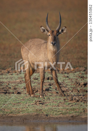 Male common waterbuck stands on muddy riverbank 130455862
