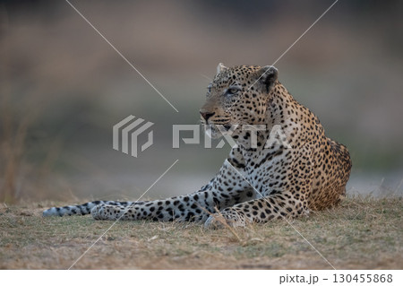 Male leopard lies in grass lifting head 130455868