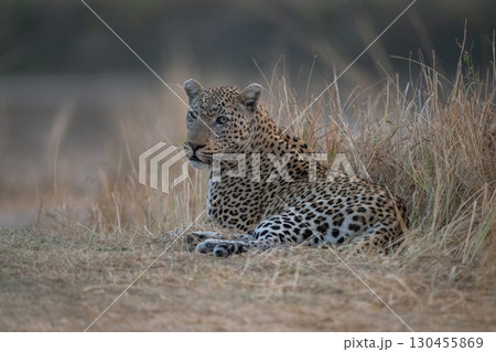 Male leopard lies in grass looking round 130455869