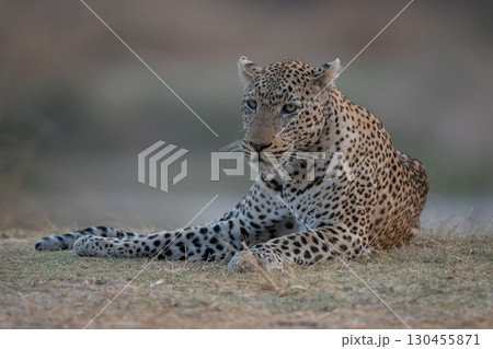 Male leopard lies in grass on riverbank 130455871
