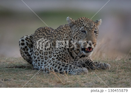 Male leopard lies rolling tongue on grass 130455879