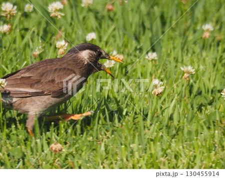 初夏の荒川河川敷で餌を探すムクドリ 130455914