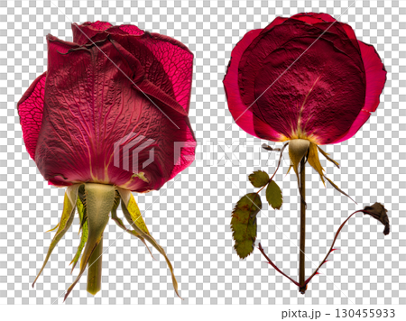 Withered rose bloom with delicate crumbling petals, dried flower beauty isolated on transparent background 130455933