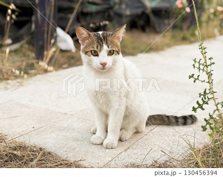 White cat with brown markings sitting on a stone path. Animal life, outdoor environment, domestic pet, natural setting and calm feline presence. White cat with brown markings sitting on a stone path. Animal life, outdoor environment, domestic pet, natural setting and calm feline presence. 130456394