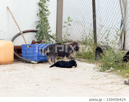 Dog and puppy near a fence in an outdoor yard area with plants and objects. Animal life, environment, companionship, domestic space and natural surroundings. 130456424