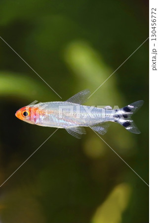 Beautiful rummy nose tetra fish in aquarium 130456772