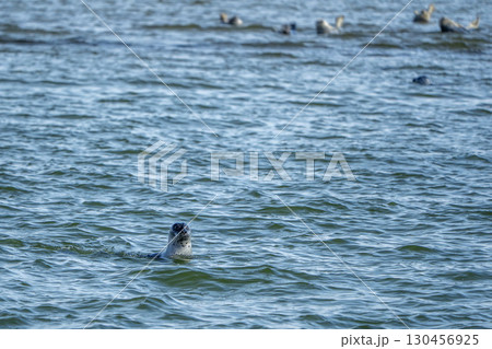 Grey seals in Sylt Island northern sea Germany 130456925