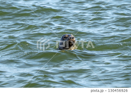 Grey seals in Sylt Island northern sea Germany 130456926
