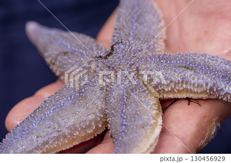 Fisherman hand holding a northern sea starfish bycatch while fishing, sylt island Germany 130456929