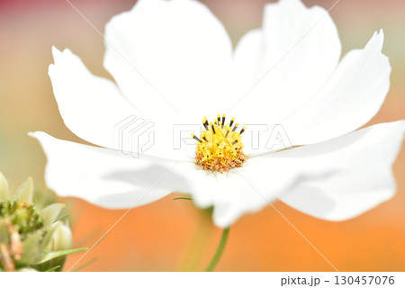 白いコスモスの花のクローズアップ 白いコスモスの花のクローズアップ 130457076