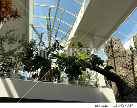 Indoor botanical garden with large plants, trees, and a skylight providing natural light. Modern interior design with greenery, wooden textures, and vibrant foliage 130457334