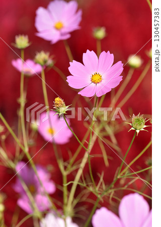 赤い背景にコスモスの花 赤い背景にコスモスの花 130457383