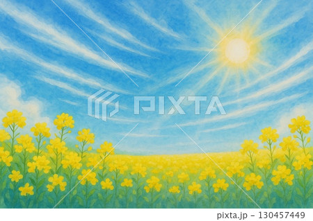 菜の花畑　青空　　 130457449