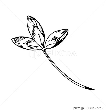 Hand drawn vector illustration of clover trifoliate leaf in engraving style, symbol of luck and nature, perfect for St. Patrick s Day designs, herbal packaging, eco branding, textile prints and cards 130457742