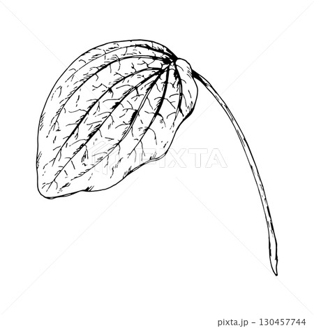 Hand drawn vector illustration of a plantain leaf with textured veins in engraving style, known as a healing wild herb, ideal for herbal tea packaging, apothecary branding, eco labels and botanical 130457744
