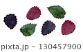 Watercolor raspberries, blackberries and mint leaves. Fresh berries on white. 130457900