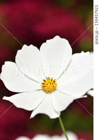 白いコスモスの花のクローズアップ 赤い背景 白いコスモスの花のクローズアップ 赤い背景 130457921