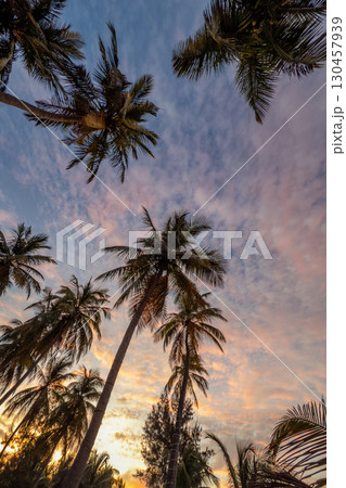 Palm trees reach for the sky at sunset in Arugam Bay Palm trees reach for the sky at sunset in Arugam Bay 130457939