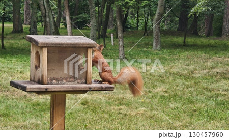Red squirrel climbing into a wooden feeder box in a green forest clearing Red squirrel climbing into a wooden feeder box in a green forest clearing 130457960