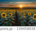 ヒマワリ畑で見る夕日 130458038