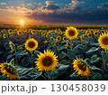 ヒマワリ畑に日が沈む 130458039