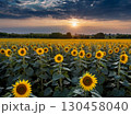 夕日と向日葵 130458040