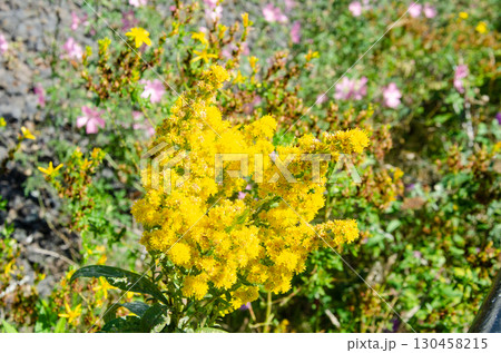 Canada Goldenrod flowers Canada Goldenrod flowers 130458215