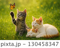 Three Kittens Playing with a Butterfly on Grass 130458347