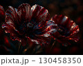 Burgundy Glass Orchid on Dark Background 130458350