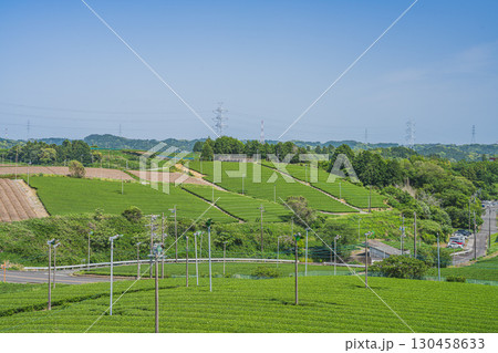 菊川市の高台から見た茶畑の風景(静岡県) 130458633