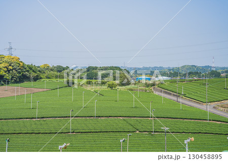 菊川市の高台から見た茶畑の風景(静岡県) 130458895