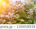 Flowers Spring Blooming: White flowers bloom on shrub in sunshine outdoors during springtime for pollination. 130458938