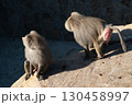 Baboon Monkeys Zoo Exhibit - Two baboons sitting on a rock at a zoo exhibit. 130458997