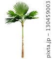 Chinese Fan Palm, elegant fan-shaped leaves, slender trunk, isolated, transparent background, product hero shot, dynamic advertisement, motion. 130459003