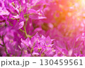 Bougainvillea glabram flower, paperflower. Beautiful magenta bougainvillea tree on sunny spring day 130459561