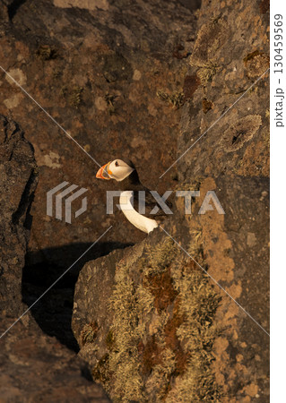 Atlantic puffin perched on rocks in early morning sunlight 130459569