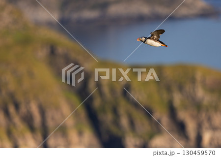 Flying puffin over coastal cliffs in soft golden light 130459570