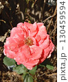 Bouquet of pink roses in the garden close up 130459594