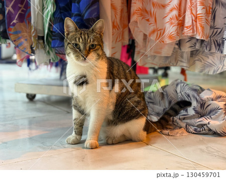 A cat sitting on a tiled floor near patterned garments in a market shop. Domestic animal, fashion, and everyday retail lifestyle blending in a vibrant setting. A cat sitting on a tiled floor near patterned garments in a market shop. Domestic animal, fashion, and everyday retail lifestyle blending in a vibrant setting. 130459701