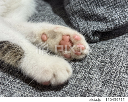 Close view of kitten paw with pink pads resting on a fabric surface. Pet, animal detail, feline anatomy, domestic companionship and closeup texture. Close view of kitten paw with pink pads resting on a fabric surface. Pet, animal detail, feline anatomy, domestic companionship and closeup texture. 130459715