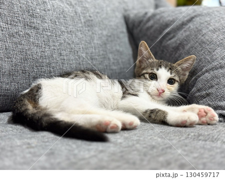 Kitten lying on a gray sofa with cushions indoors at home. Pet, domestic feline, comfort, lifestyle, relaxation and young cat leisure environment. Kitten lying on a gray sofa with cushions indoors at home. Pet, domestic feline, comfort, lifestyle, relaxation and young cat leisure environment. 130459717